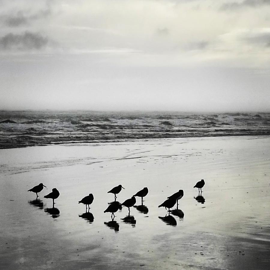 Grey day with sea birds Photograph by Jo CHESTER - Fine Art America