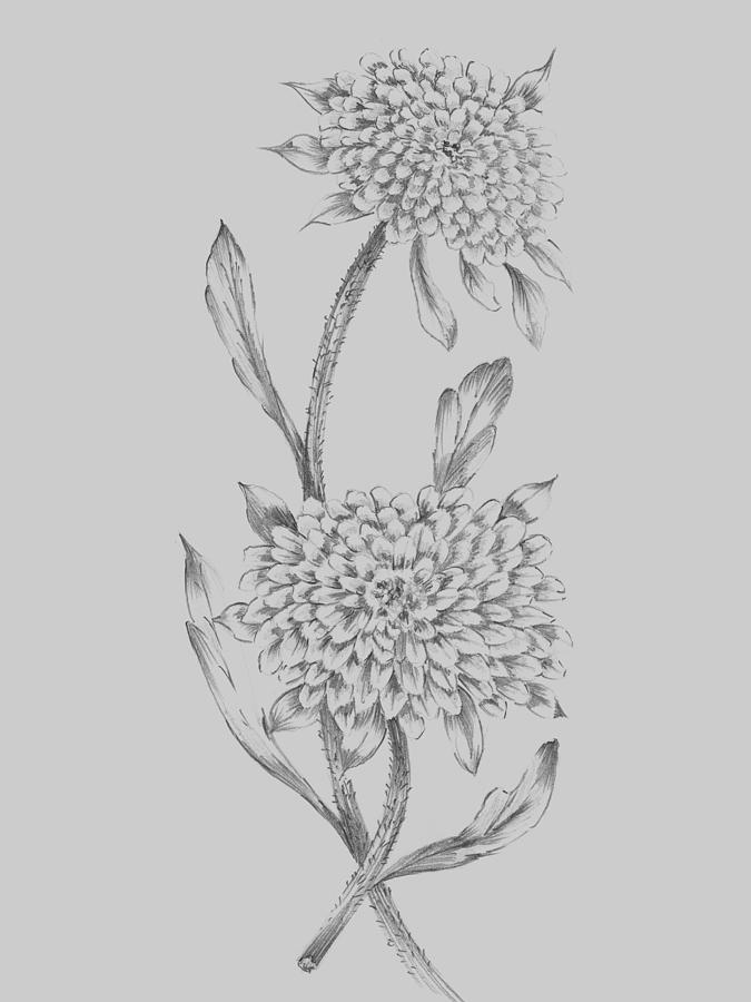 Flower Mixed Media - Grey Flower Sketch Illustration II by Naxart Studio