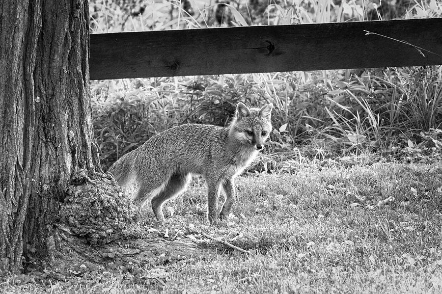 Grey fox by a tree Photograph by Dan Friend