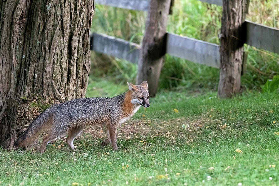 Grey fox by tree Photograph by Dan Friend