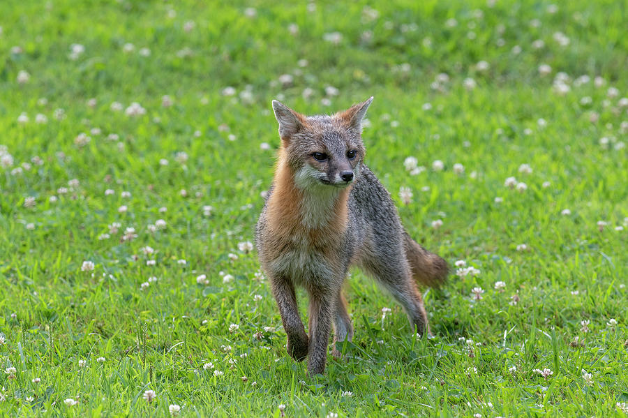 Grey fox curious what is going on Photograph by Dan Friend