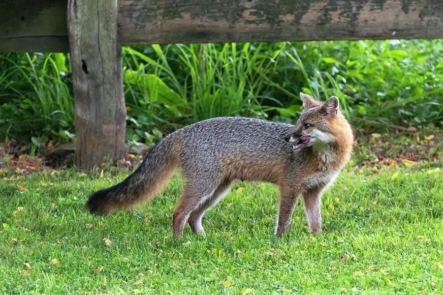 Grey fox licking his chops and looking back Photograph by Dan Friend