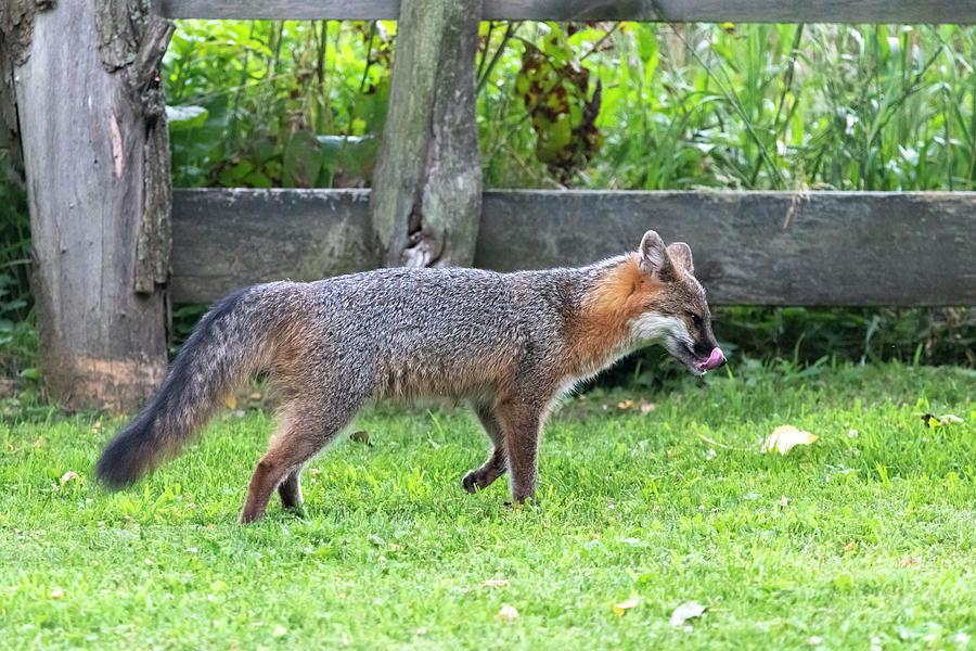Grey fox licking his chops Photograph by Dan Friend