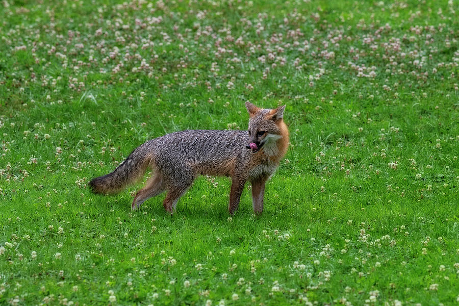 Grey fox licking his mouth Photograph by Dan Friend