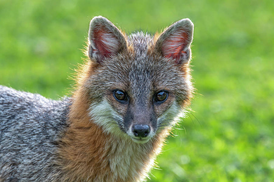 Grey fox looking intent Photograph by Dan Friend
