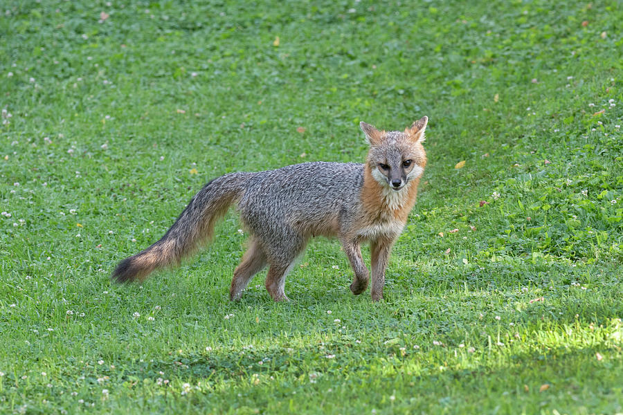 Grey fox looking pretty cool in a yard Photograph by Dan Friend