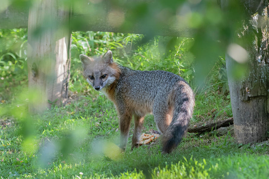 Grey fox near a fence looking back Photograph by Dan Friend
