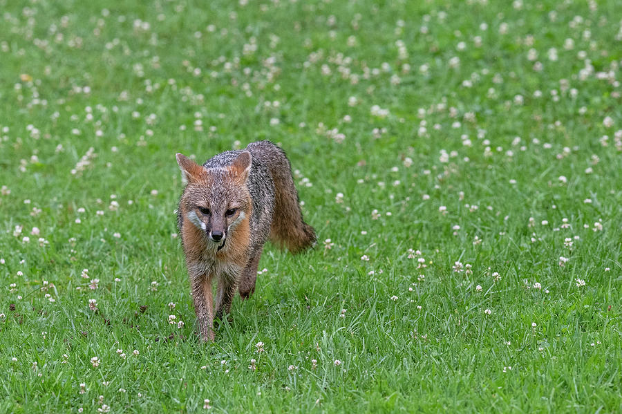 Grey fox running forward in clover field Photograph by Dan Friend
