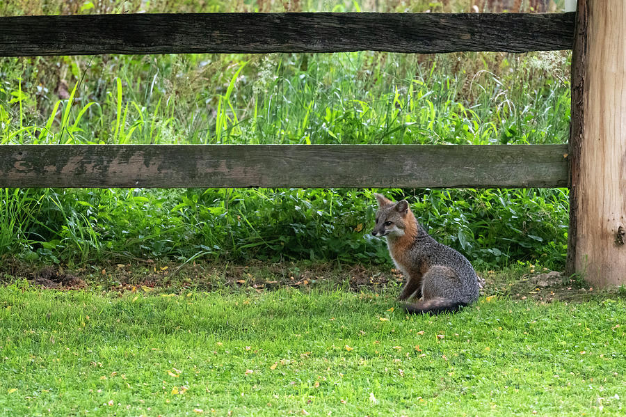 Grey fox sitting by fence near farm Photograph by Dan Friend