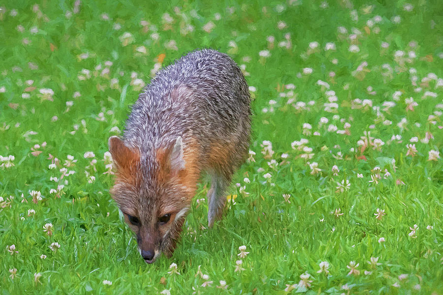 Grey fox sniffing around for food Photograph by Dan Friend