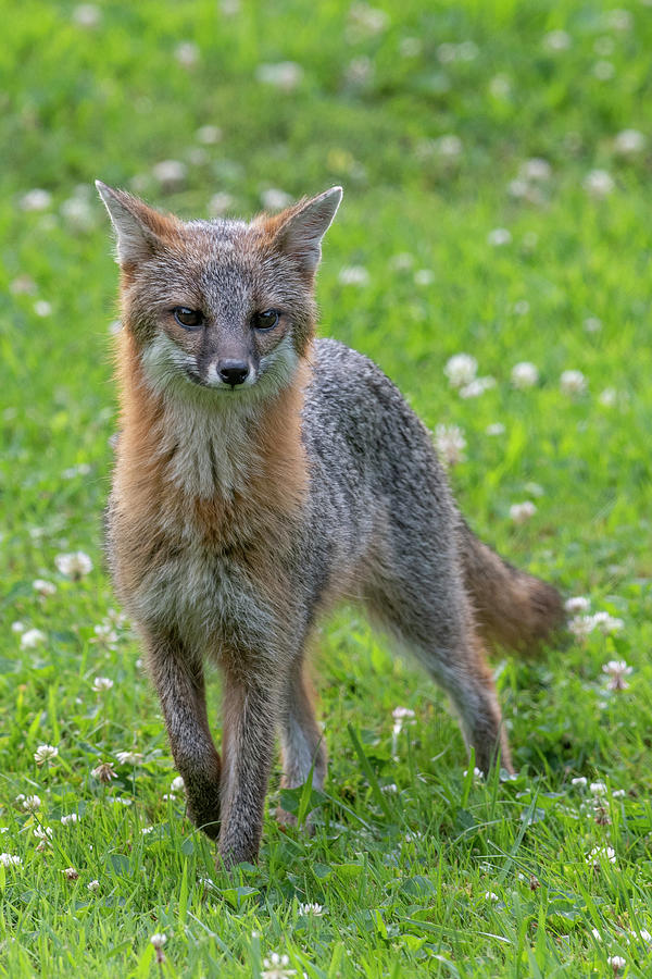 Grey fox staring straight ahead Photograph by Dan Friend