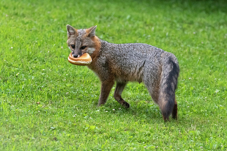 Grey fox with a sandwich for lunch Photograph by Dan Friend