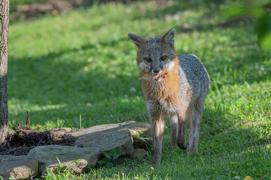 Grey fox with food in his mouth Photograph by Dan Friend