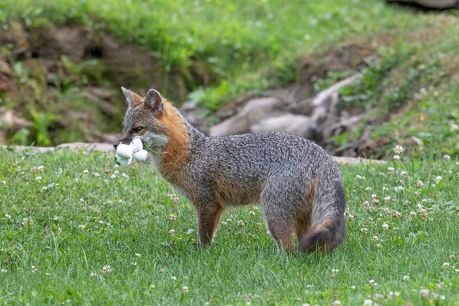 Grey fox with mouthful of marshmallows Photograph by Dan Friend