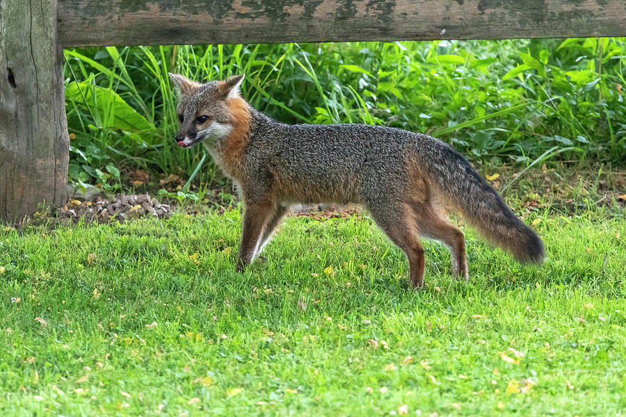 Grey fox with tongue out by fence Photograph by Dan Friend
