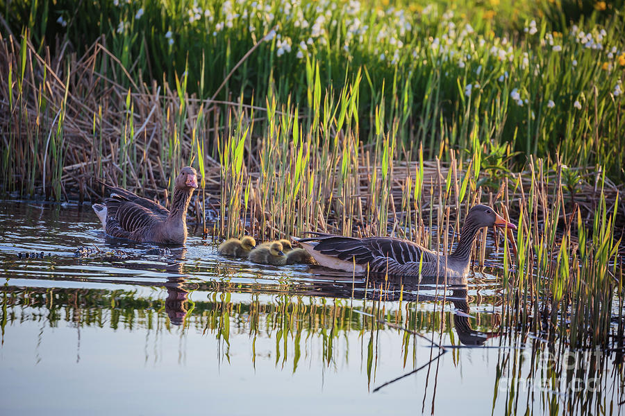 Grey Geese Family Photograph by Eva Lechner