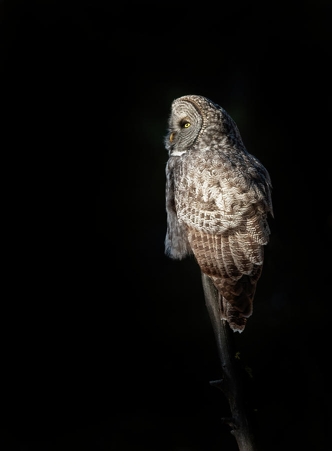Owl Photograph - Grey Ghost by Gary Langley
