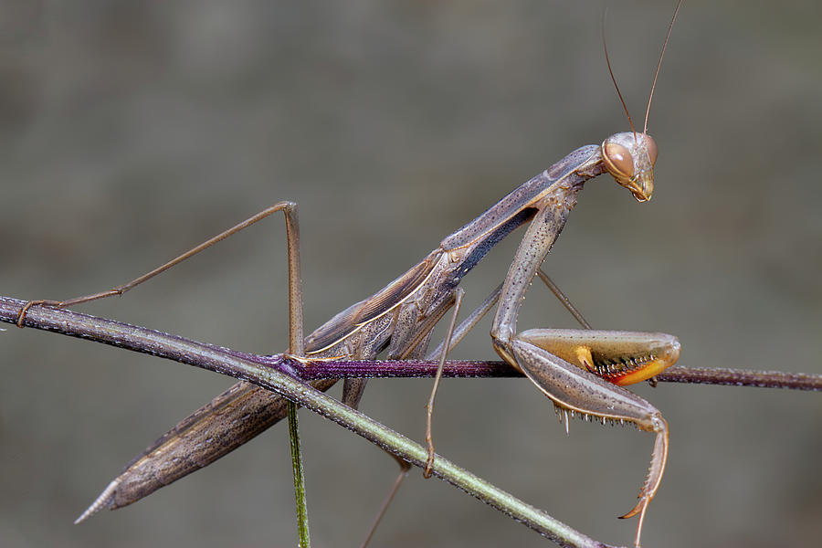 Nature Photograph - Grey Green Mantis Religiosa Mantidae Posing On A Branch by Cavan Images