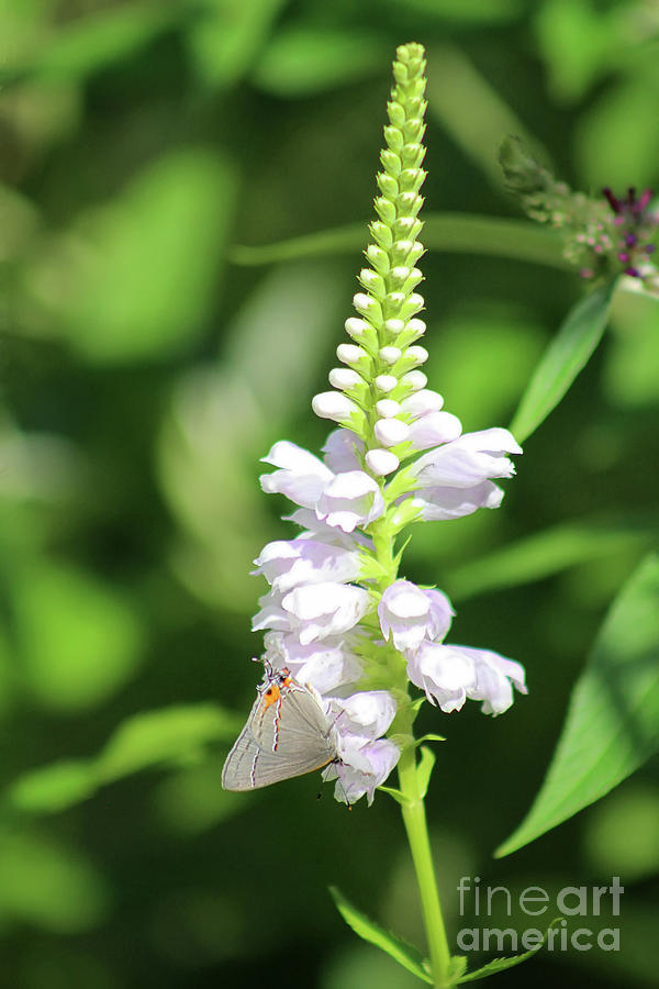 Grey Hairstreak Butterfly on Obedient Flower Photograph by Karen Adams