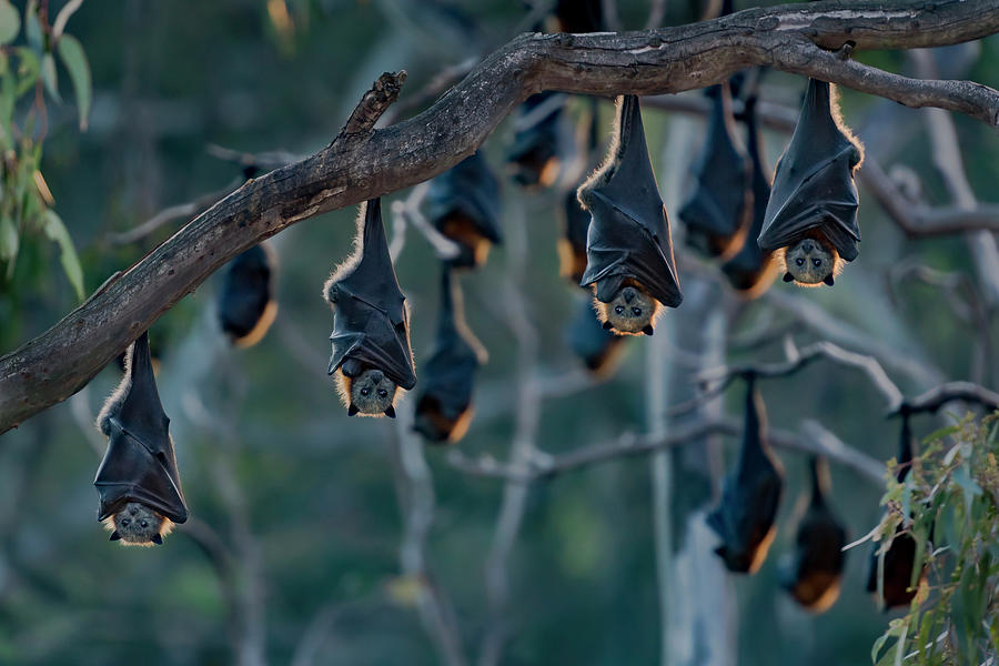 Grey Headed Flying Foxes At A Colony Victoria Australia Photograph By