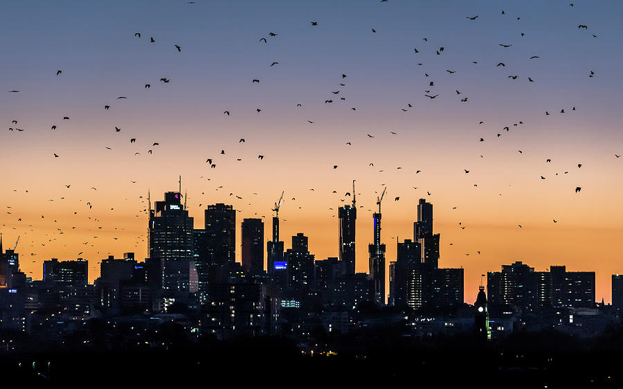 Grey-headed Flying-foxes Flying, Kew, Victoria, Australia Photograph by ...