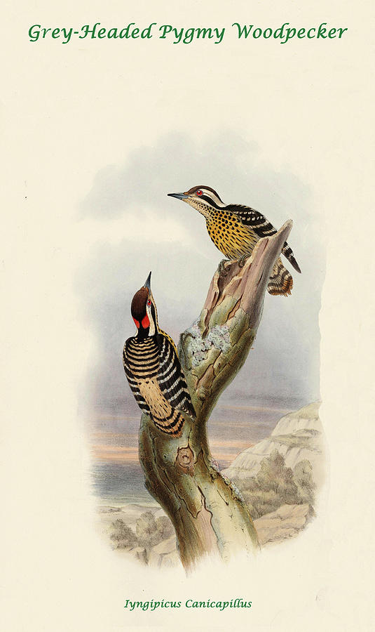 Grey-Headed Pygmy Woodpecker Painting by John Gould