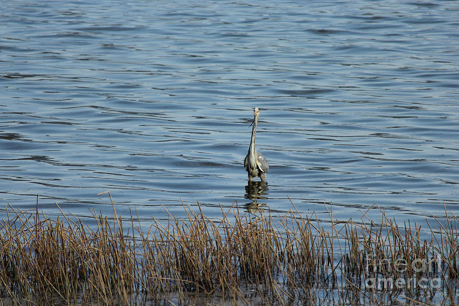 Grey Heron 2 Donegal Ireland by Eddie Barron Grey Heron 2 Donegal Ireland by Eddie Barron
