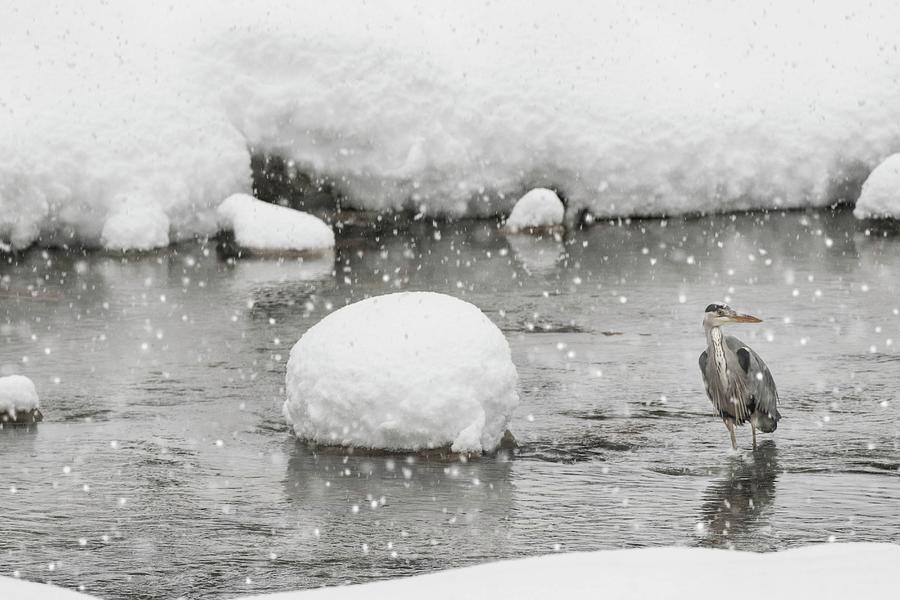Grey Heron, Aosta Valley, Italy Digital Art by Marco Ronconi