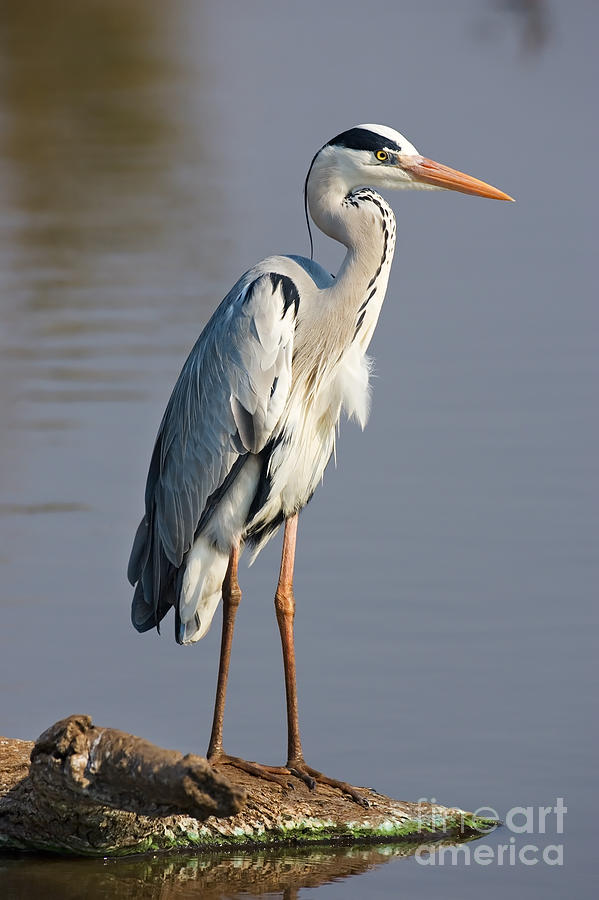 Gray Heron