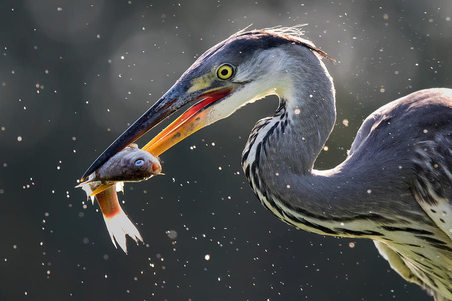 Heron Photograph - Grey Heron Catching Fish by Young Feng
