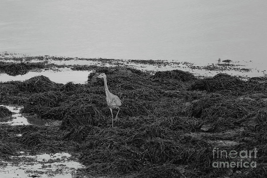 Grey Heron Donegal Ireland bw by Eddie Barron Grey Heron Donegal Ireland bw by Eddie Barron