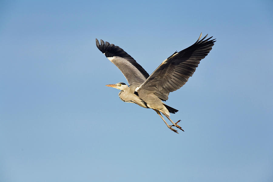 Heron Photograph - Grey Heron In Flight, Ardea Cinerea, Usedom, Germany by Konrad Wothe