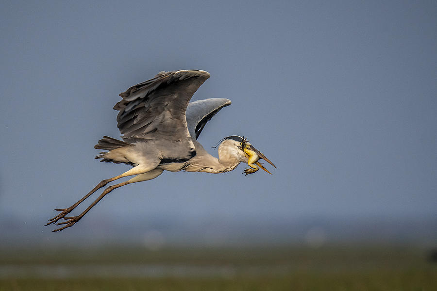 Grey Heron In Flight Photograph By Balasubramanian Gv - Fine Art America