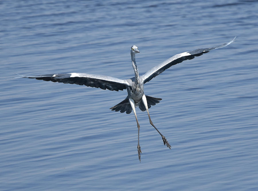 Grey Heron in for a Landing Photograph by Ben Foster