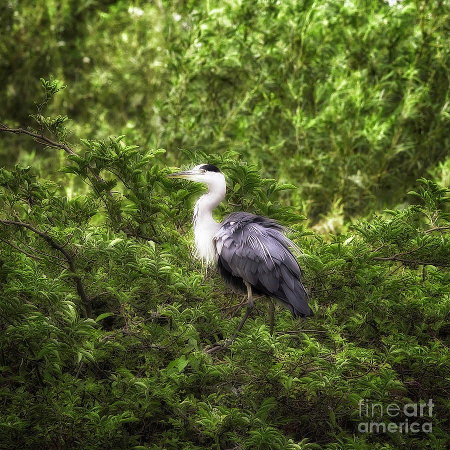 Grey Heron Photograph by Jack Torcello