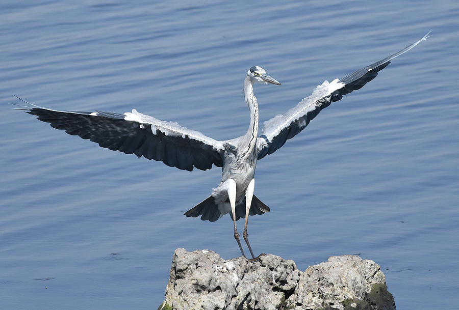 Grey Heron Landing Photograph by Ben Foster