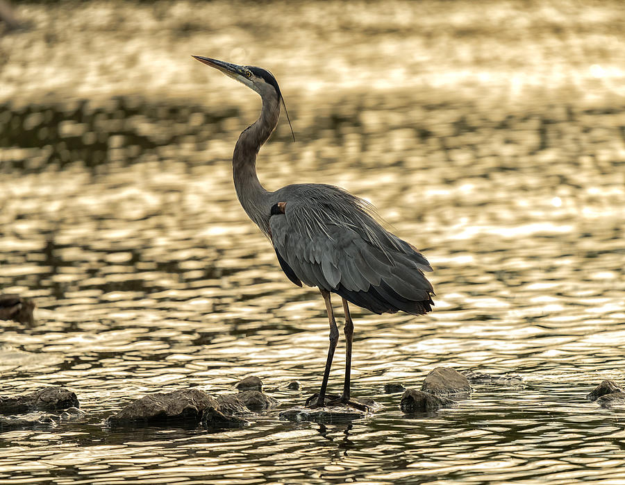 Grey Heron Photograph by Nancy Niu - Fine Art America