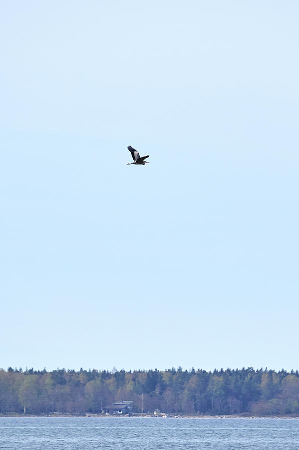 Grey Heron over the sea Photograph by Jouko Lehto