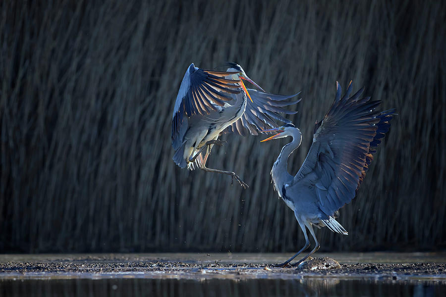 Grey Heron Photograph - Grey Heron by Phillip Chang