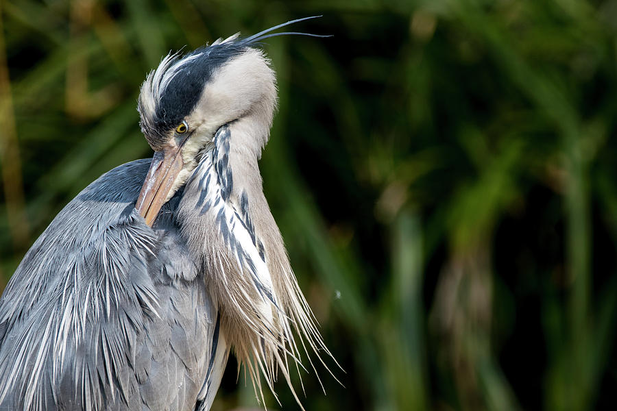 Grey Heron Photograph by Sam Bleyen - Fine Art America