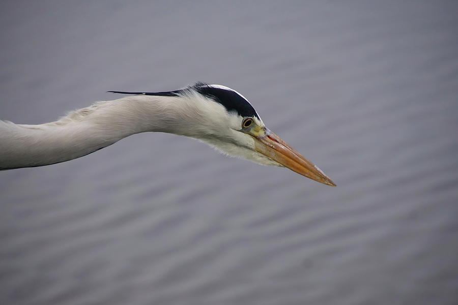 Grey Heron stalking the canals Photograph by Steve Estvanik