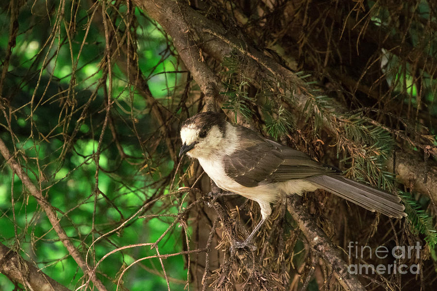 Grey Jay Photograph by Louise Magno