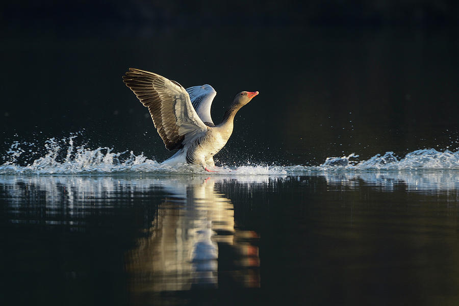 Grey Lag Goose Photograph by Raimund Linke