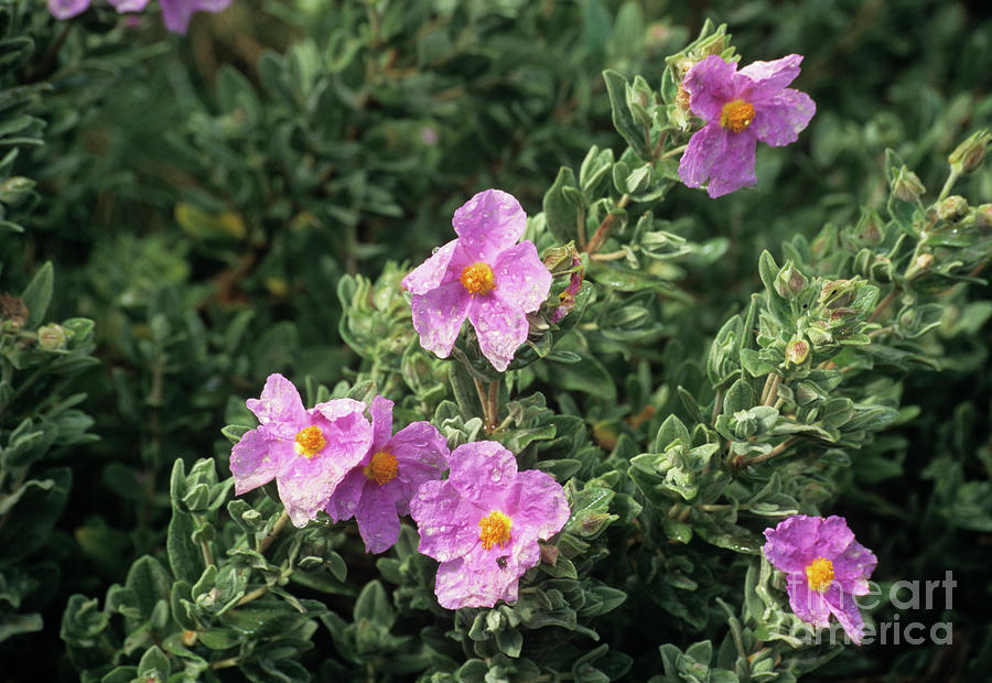 Grey-leaved Cistus Flowers Photograph by Science Photo Library Grey-leaved Cistus Flowers Photograph by Science Photo Library