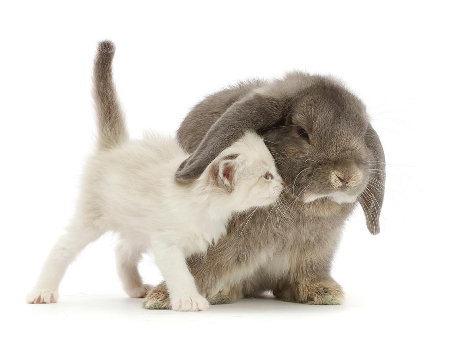 Grey Lop Bunny And Colourpoint Kitten Photograph by Mark Taylor