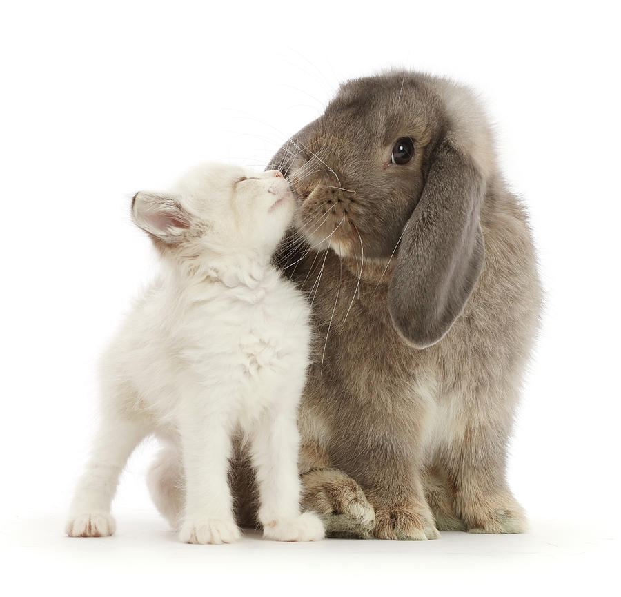 Grey Lop Bunny Kissing Colourpoint Photograph by Mark Taylor