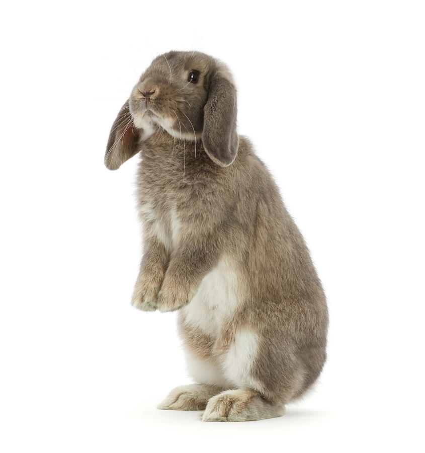 Grey Lop Bunny Standing Photograph by Mark Taylor