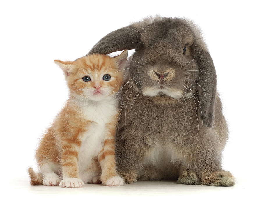 Grey Lop Bunny With Ginger Kitten Photograph by Mark Taylor