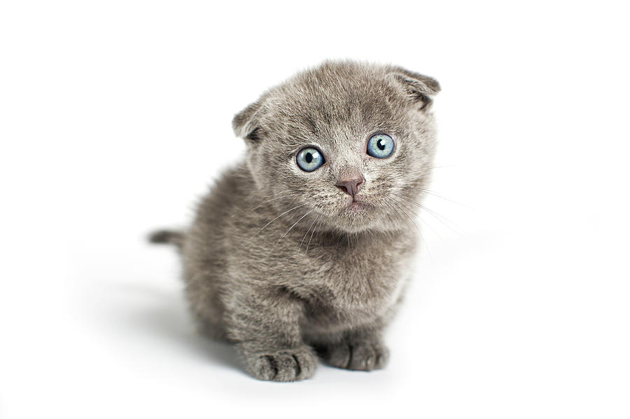 Grey Lop-eared Kitten Photograph by Andrew Maidanik Photography Grey Lop-eared Kitten Photograph by Andrew Maidanik Photography