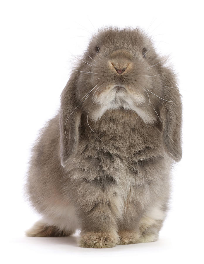 Grey Lop Rabbit, 12 Weeks Old Photograph by Mark Taylor